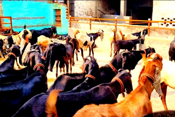 How to make money goat farming