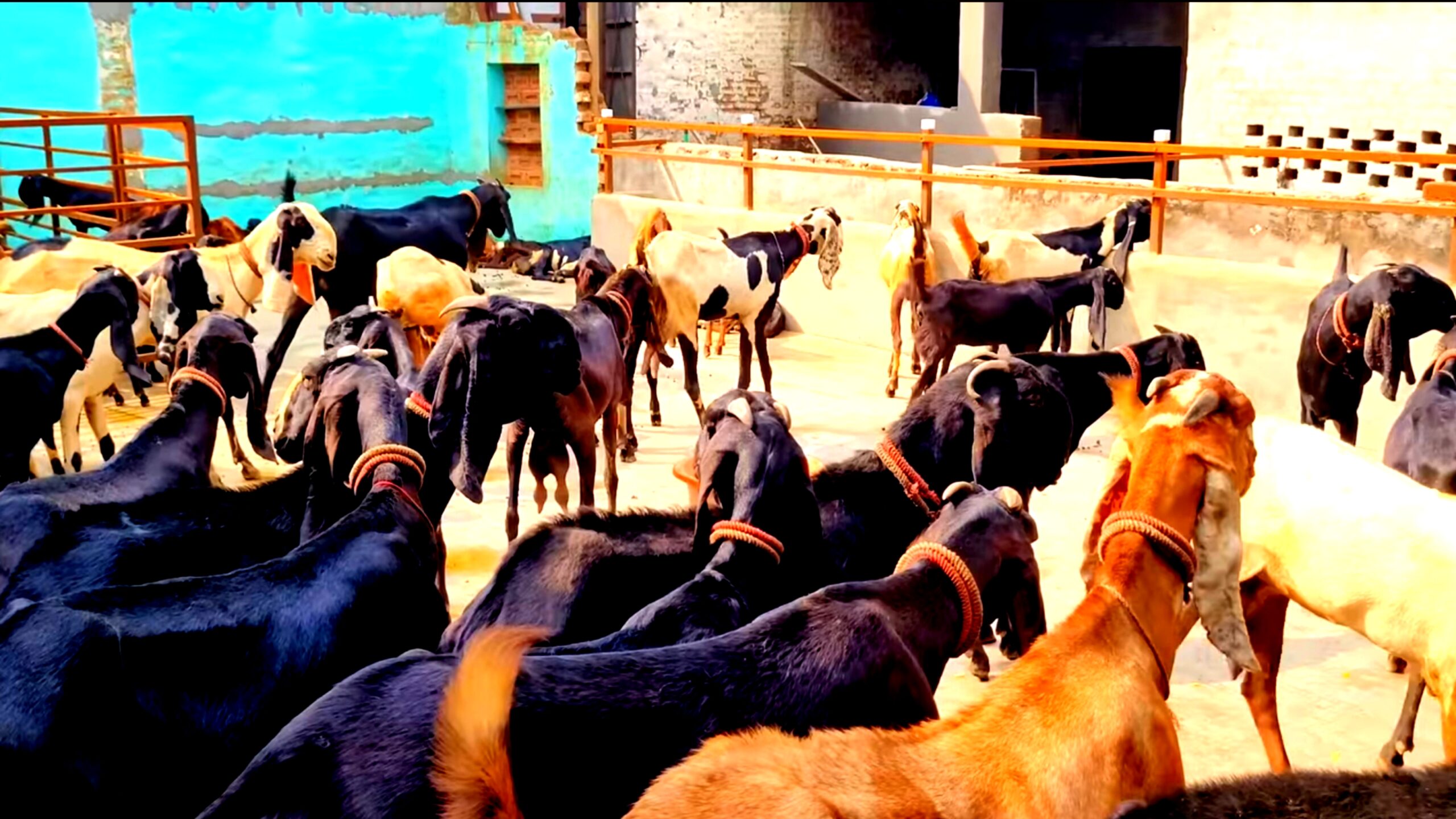 How to make money goat farming